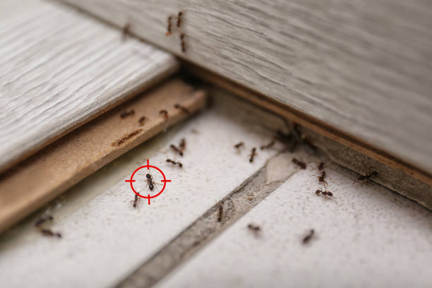 Best Wildlife Control Services  in Mccormick, SC
