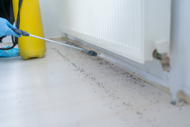 Best Local Pest Control Services  in Mccormick, SC